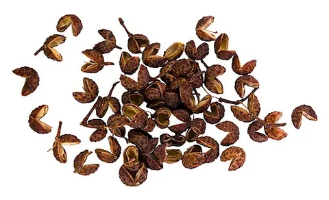 sichuan pepper: the outer pod of the tiny fruit of a number of species in the genus Zanthoxylum widely grown and...