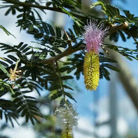 sicklebush: a thorny tree, Dichrostachys cinerea, native to Africa, India, and Australia, and introduced in...
