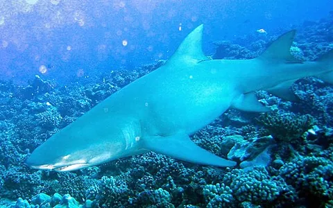 sicklefin lemon shark: a requiem shark of species Negaprion acutidens