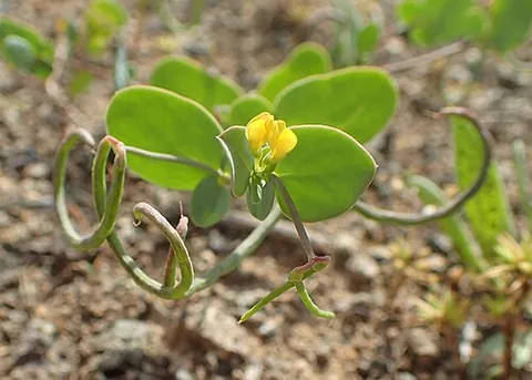 sicklewort: a plant of the genus Coronilla (especially, Coronilla scorpioides), with curved pods