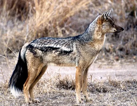 side-striped jackal: a species of jackal (Lupulella adusta, syn. Canis adustus), native to central and southern Africa