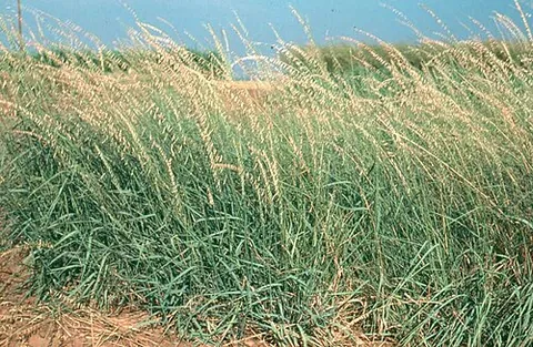 sideoats grama: bouteloua curtipendula, a perennial short prairie grass native throughout the temperate and...