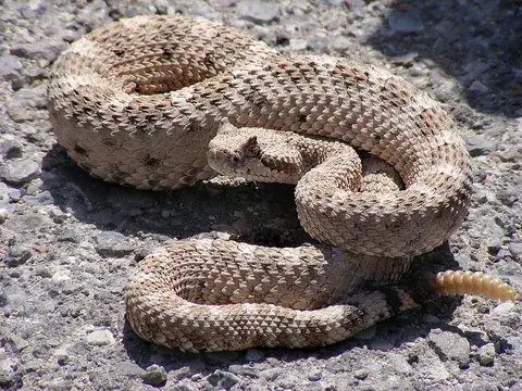sidewinder: a North American rattlesnake, Crotalus cerastes, that inhabits lowland deserts