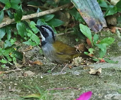 sierra nevada brushfinch: arremon basilicus, a species of brushfinch