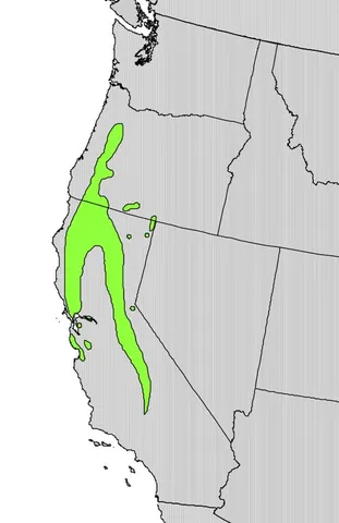 sierra plum: a shrub or small tree native to northern California and southern Oregon, Prunus subcordata,...