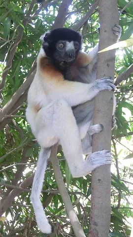 sifaka: any of several endangered medium-sized lemurs that comprise genus Propithecus
