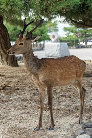 sika: cervus nippon, a deer found in the forests of East Asia
