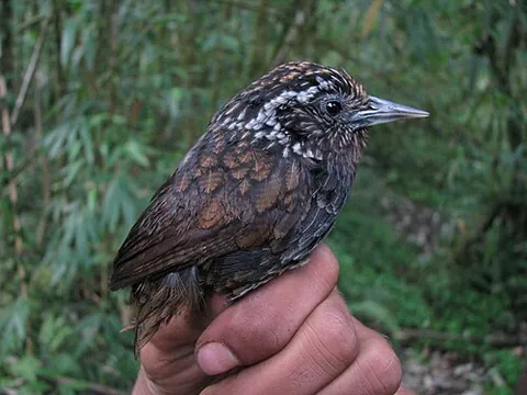 sikkim wedge-billed babbler: stachyris humei, a species of Old World babbler