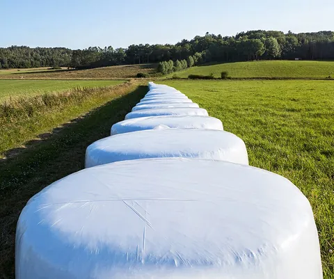 silage: fermented green forage fodder stored in an airtight silo or clamp