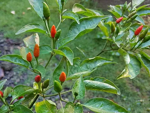 siling labuyo: a small chili pepper cultivar that developed in the Philippines after the Columbian Exchange,...