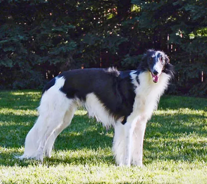 silken windhound: a sighthound bred in the United States