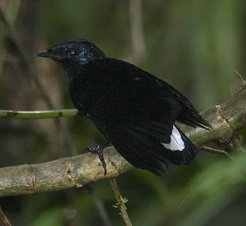 silktail: a bird of the genus Lamprolia endemic to Fiji, closely related to the fantails (Rhipidura)