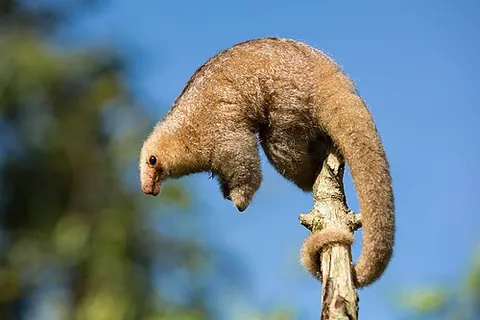 silky anteater: any species of anteater in the genus Cyclopes