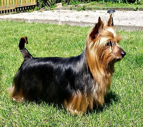 silky terrier: a small, short-legged breed of dog of the terrier type, with a long silky grey and white or blue...