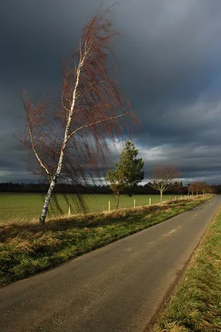 silver birch: a European deciduous tree, Betula pendula, characterised by white peeling bark and drooping branches