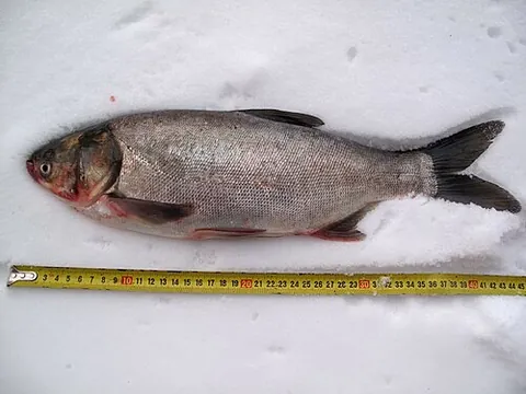 silver carp: a fish of the species Hypophthalmichthys molitrix, native to East Asia, cultivated as a food fish