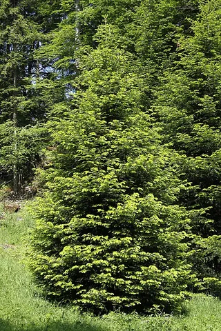 silver fir: a European silver fir (Abies alba), native to Europe