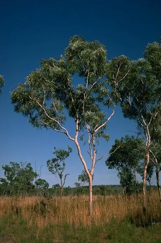 silver-leaved bloodwood: corymbia collina, a species of bloodwood tree native to Australia