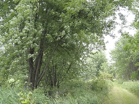 silver maple: a maple tree of the species Acer saccharinum, native to eastern North America, with leaves having a...