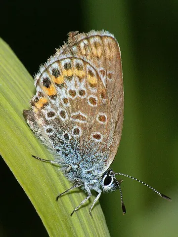 silver-studded blue: plebejus argus, a butterfly in the family Lycaenidae