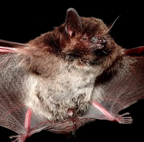 silver-tipped myotis: myotis albescens, a species of mouse-eared bat found throughout the northern and eastern regions of...
