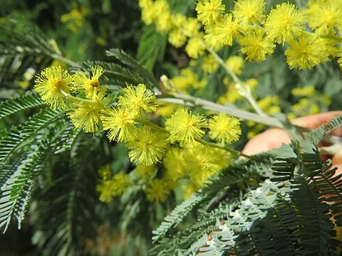 silver wattle: any of various shrubs of the genus Acacia having silvery foliage, especially Acacia dealbata of...