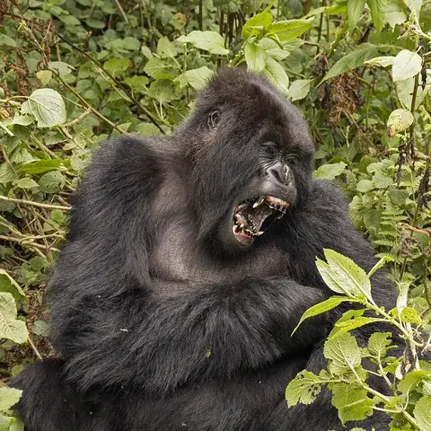 silverback: a mature male gorilla leading a troop, so named from the silver streaking on its back