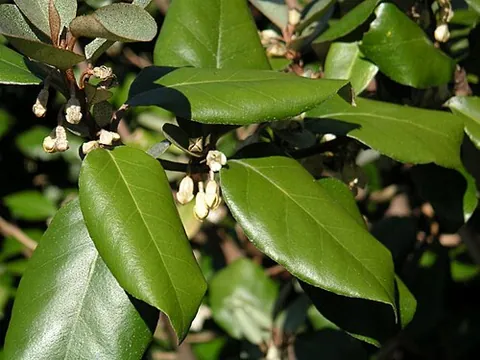 silverberry: a plant in the genus Elaeagnus, of about 50-70 species of deciduous or evergreen shrubs or small...