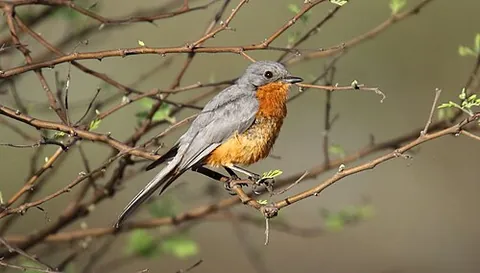 silverbird: a bird of the species Empidornis semipartitus, native to eastern Africa
