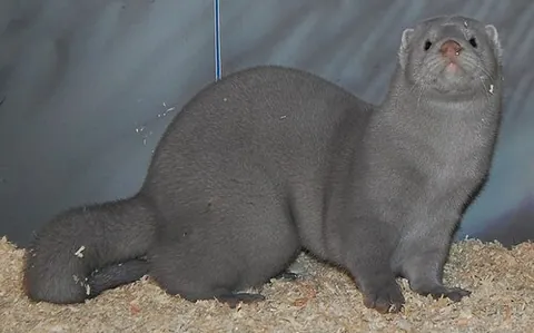 silverblu: a color variety of mink having bluish-gray fur fiber and guard hairs that are sometimes...