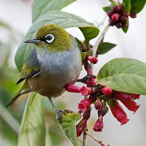 silvereye: a very small passerine bird, of species Zosterops lateralis, native to Australia, New Zealand, and...