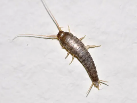silverfish: a small wingless insect of species Lepisma saccharinum, with silvery scales; a type of bristletail