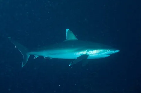 silvertip shark: any member of the species Carcharhinus albimarginatus of requiem sharks that grow to a maximum...