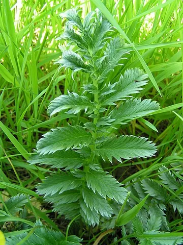 silverweed: any of several species of low-growing flowering plants, the leaves of which are silvery underneath,...