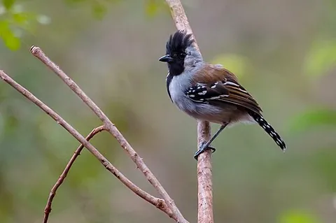 silvery-cheeked antshrike: a passerine bird of the antbird family, Sakesphorus cristatus, Thamnophilus cristatus