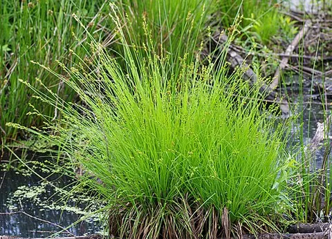 silvery sedge: a sedge species, Carex canescens