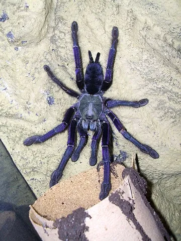singapore blue tarantula: a large, arboreal species of tarantula from Malaysia and Singapore, Omothymus violaceopes; this...