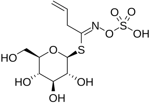 sinigrin: a glycosinolate glycoside found in many brassicas and related plants which is toxic in large...