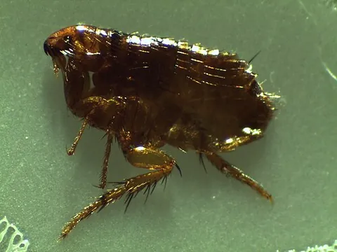 siphonapteran: of, pertaining to, or characteristic of the order Siphonaptera of fleas