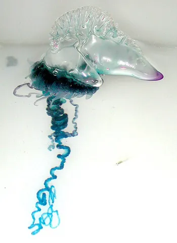 siphonophore: any transparent marine hydrozoans, of the order Siphonophorae, that float or swim as colonies of...