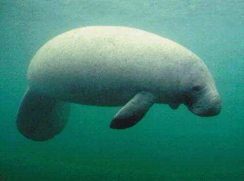 sirenian: a marine mammal of the order Sirenia, including the manatee and dugong, characterized by large...
