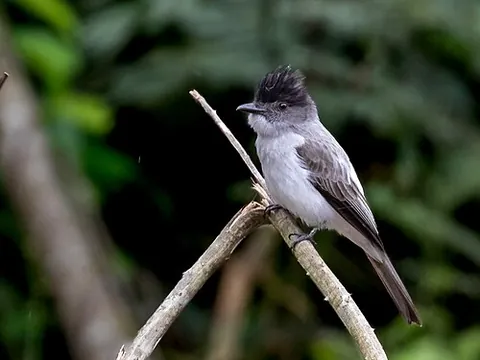 sirystes: any of the tropical birds in the genus Sirystes, found in Central and South America