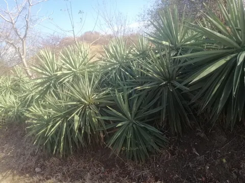 sisal: a Central American plant, Agave sisalana, cultivated for its sword-shaped leaves that yield fibers...