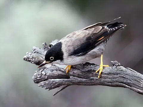 sittella: a small passerine bird of the genus Daphoenositta, found in Australasia