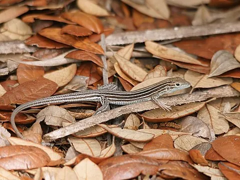 six-lined racerunner: aspidoscelis sexlineatus, a species of lizard native to the United States and Mexico
