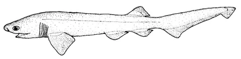 sixgill shark: any in the genus Hexanchus of deepwater sharks, characterized by a broad, pointed head, six pairs...