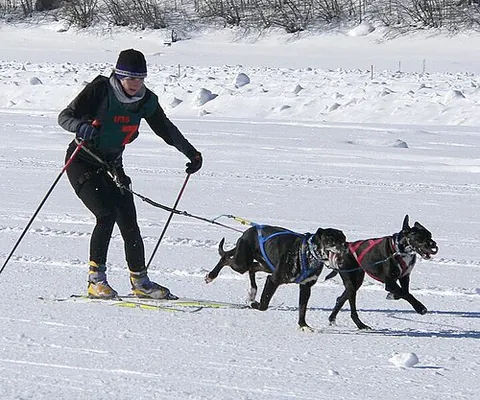 skijoring: the winter sport of a person being towed on skis, especially by sled dogs