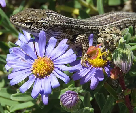 skink: a shin of beef