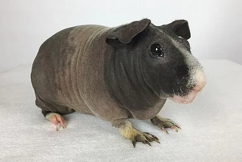 skinny pig: an almost hairless strain of guinea pig