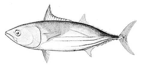 skipjack: several of the genus Euthynnus resembling tuna